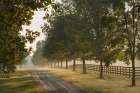 Roadway and fences on horse farm at sunrise on foggy morning, Oldham County, Kentucky Art Print